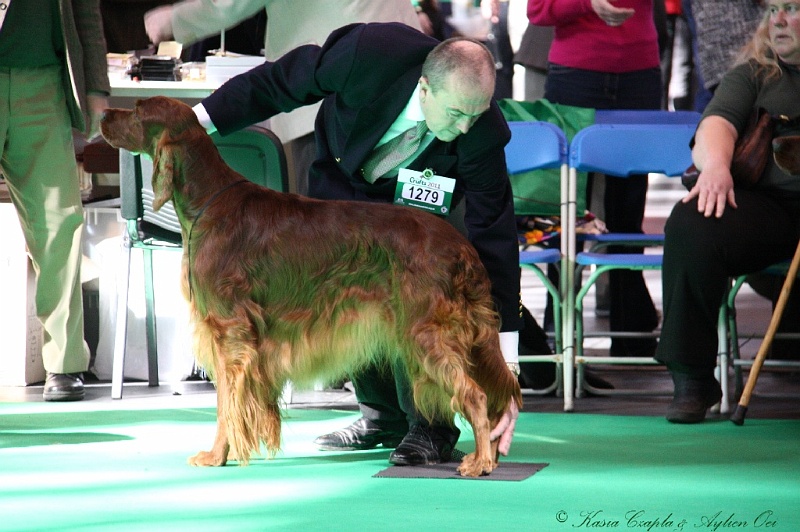 Crufts2011 555.jpg